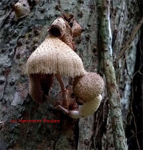 Leucocoprinus sp1