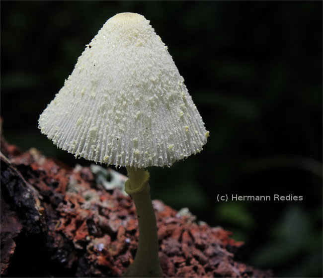 Leucocoprinus sp. 1
