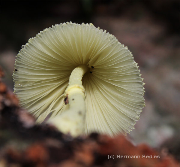 Leucocoprinus sp. 1