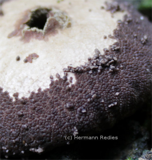 Lycoperdon sp. 1