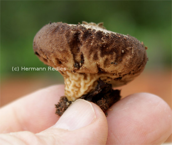 Lycoperdon sp. 1