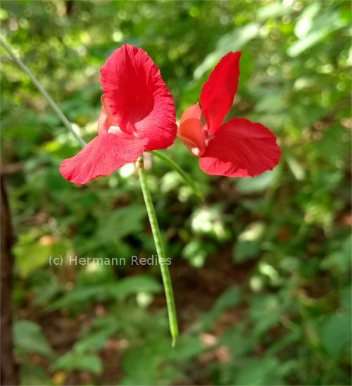 Macroptilium sp. 1