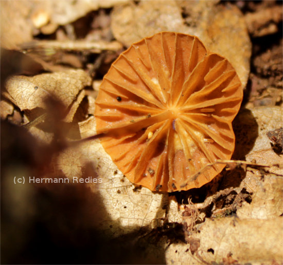 Marasmius atrorubens