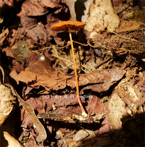 Marasmius atrorubens