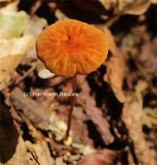 Marasmius atrorubens