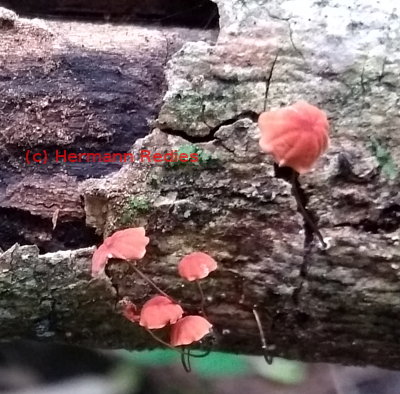 Marasmius haematocephalus