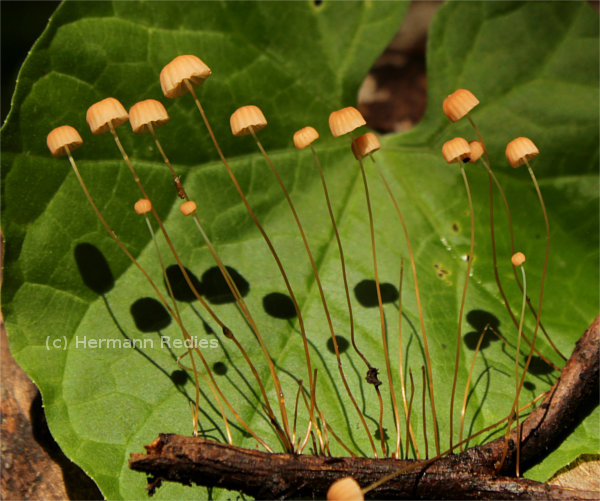 Marasmius sp. 2