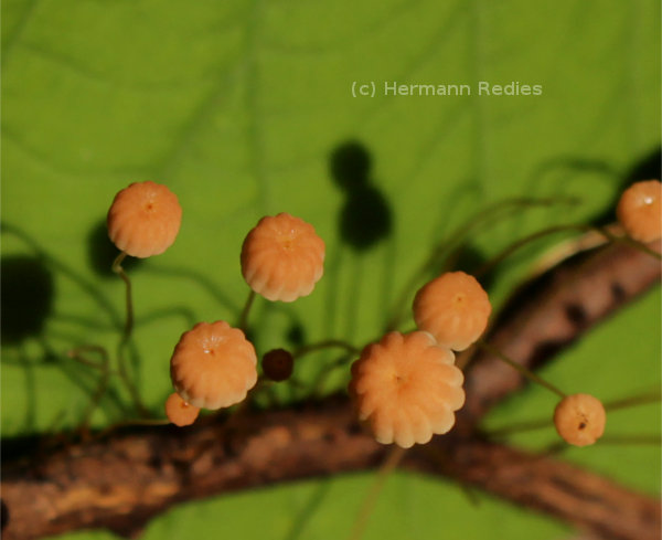 Marasmius sp. 2