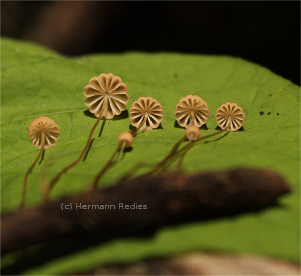Marasmius sp. 2
