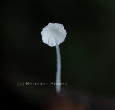 Marasmius sp. 3