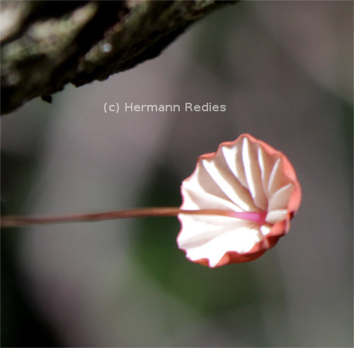 Marasmius sp. 5
