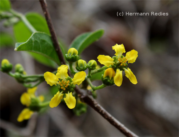 Mascagnia sepium