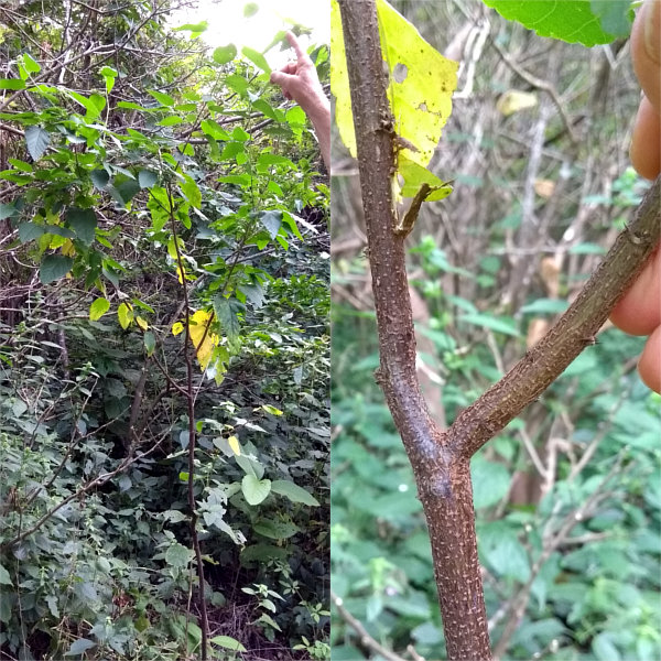 Melochia betonicifolia