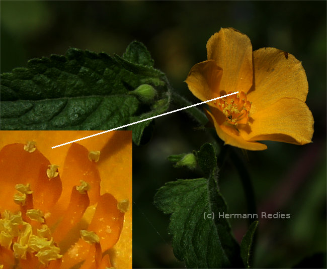 Mentzelia aspera