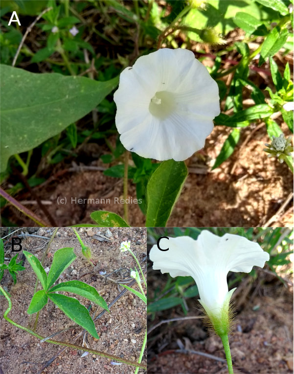 Merremia aegyptia (Jitirana-cabeluda)