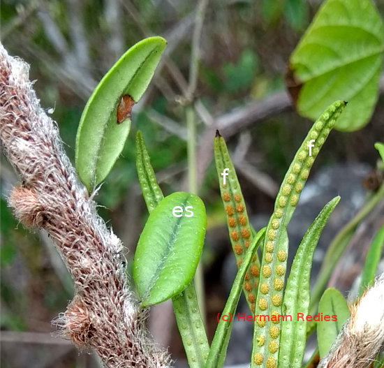 Microgramma vacciniifolia