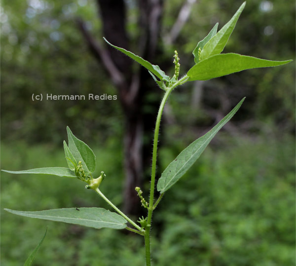 Microstachys corniculata