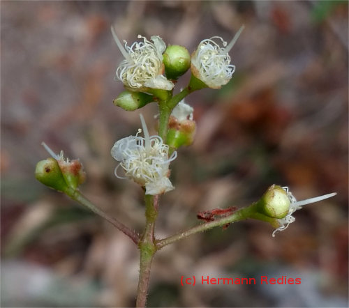 Myrcia guianensis