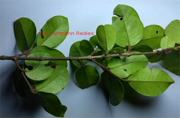 Myrcia guianensis