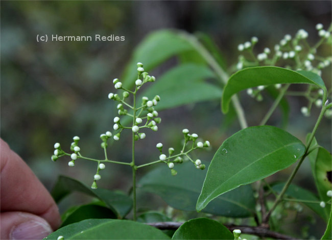 Myrcia multiflora