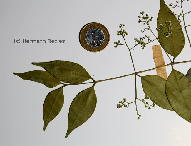 Myrcia multiflora