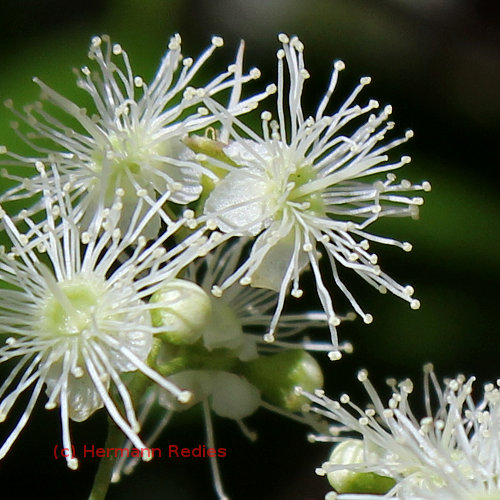 Myrcia multiflora