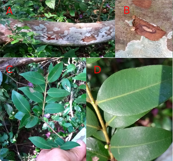 Myrciaria cuspidata (Cambuim)