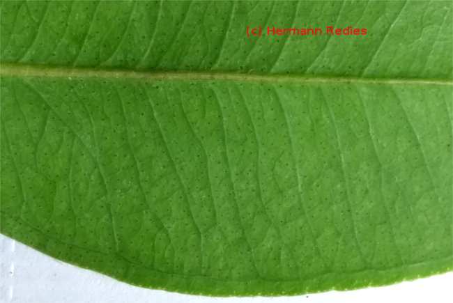 Myrciaria cuspidata, detalhes da folha