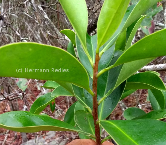 Norantea guianensis