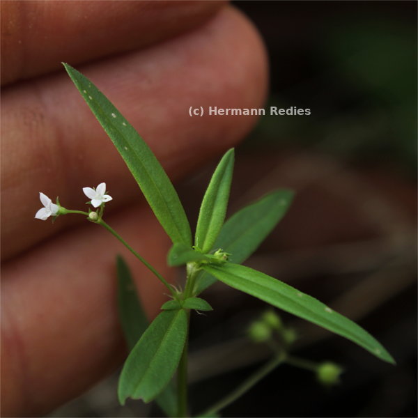 Oldenlandia corymbosa
