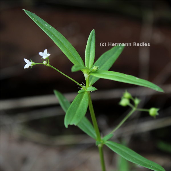 Oldenlandia corymbosa