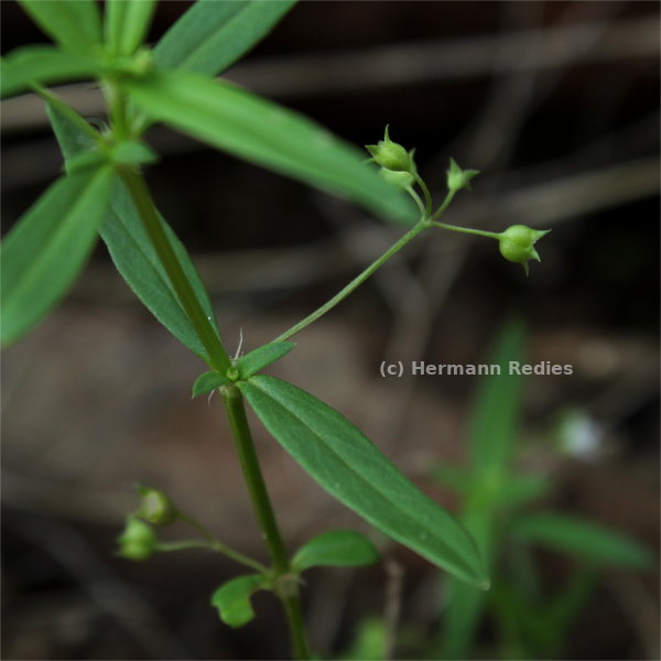 Oldenlandia corymbosa