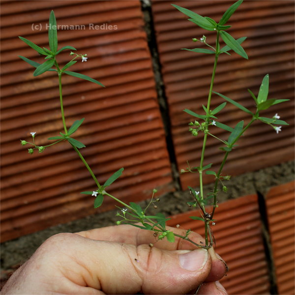 Oldenlandia corymbosa