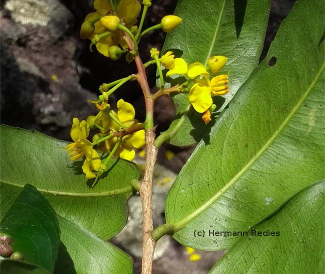 Ouratea sp1