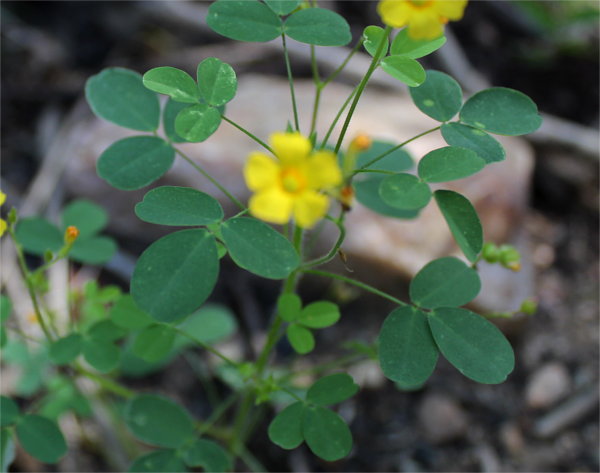 Oxalis alstonii