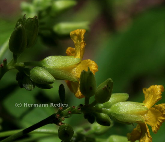 Oxalis psoraleoides