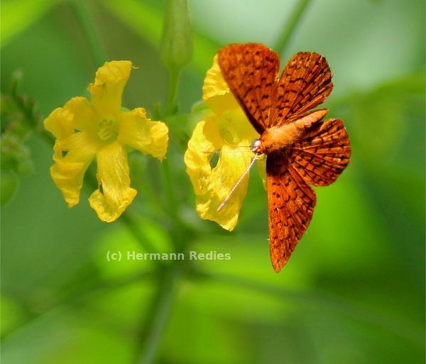 Oxalis psoraleoides