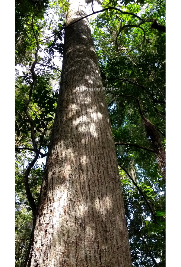 Pachira sp1: tronco
