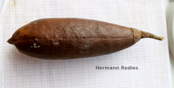 Pachira sp1: fruta