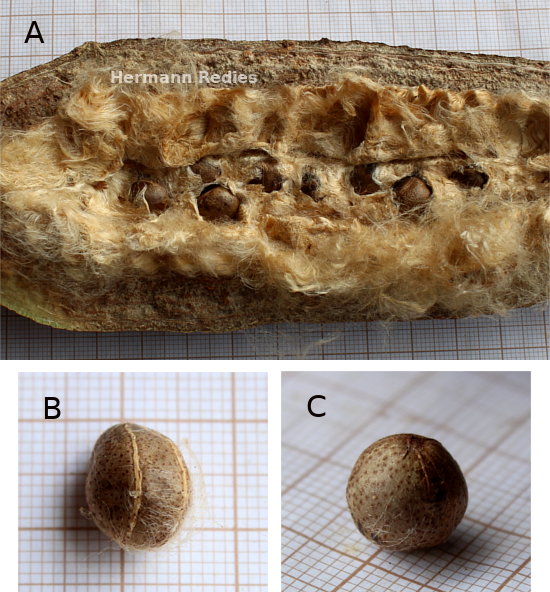 Pachira sp1: detalhes da fruta