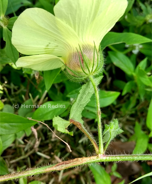 Pavonia cancellata