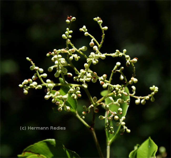 Peltogyne pauciflora