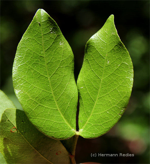 Peltogyne pauciflora