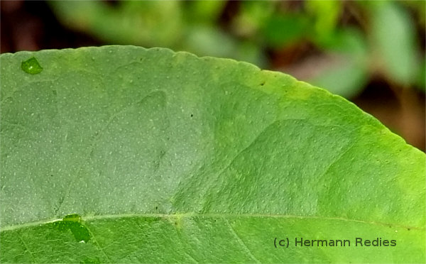Peltogyne pauciflora