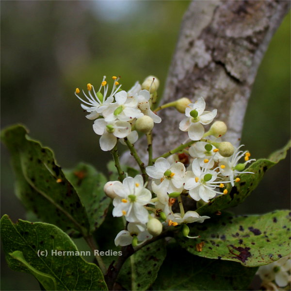 Peltogyne pauciflora