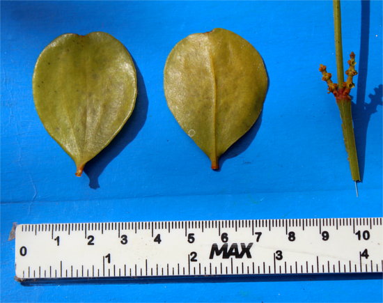 Phoradendron mucronatum