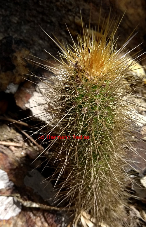Pilosocereus chrysostele 