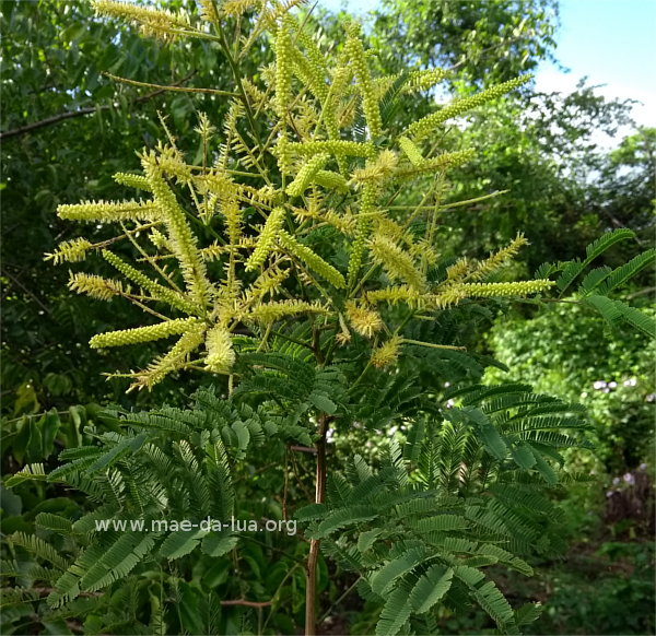 Piptadenia stipulacea