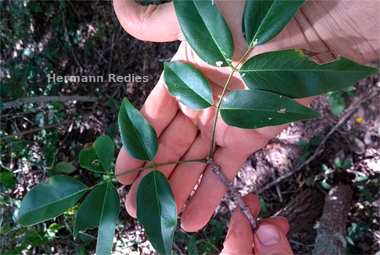 Platymiscium floribundum
