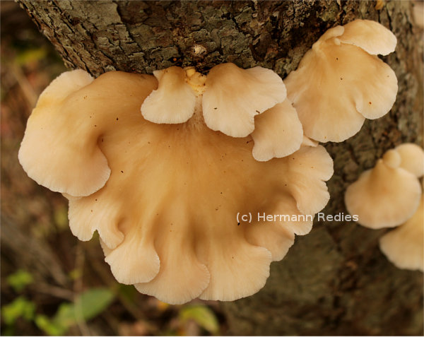 Pleurotus sp1